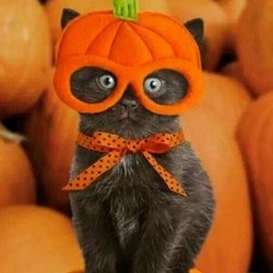 Meet your Posher, Terry